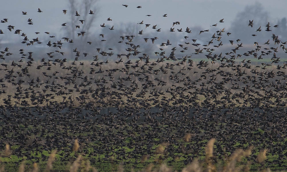 Sığırcık Kuşlarından Görsel Şölen