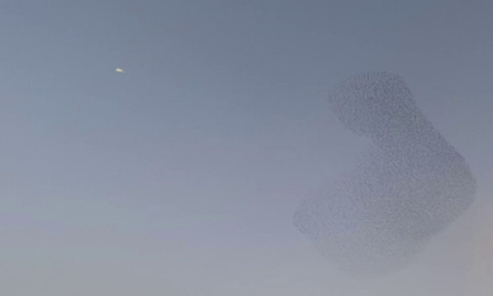 Sığırcıkların gökyüzünde muhteşem dansı