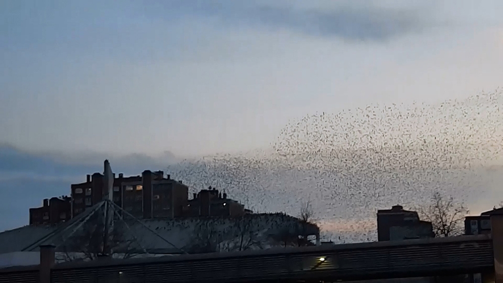 Sığırcıkların gökyüzündeki dansı