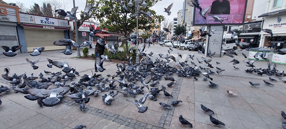 Silivri’de aç kalan güvercinleri polis besledi