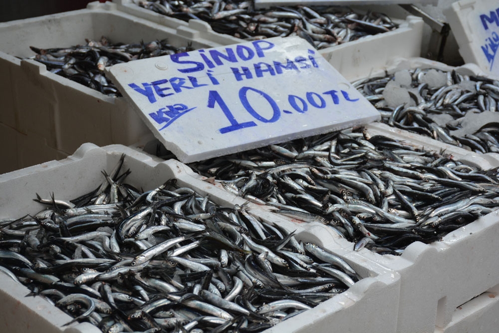 Sinop’ta yerli hamsi 10 TL’ye düştü