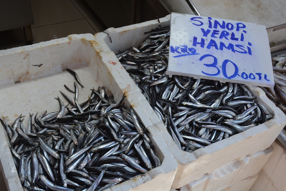 Sinop’ta yerli hamsi yüzünü gösterdi