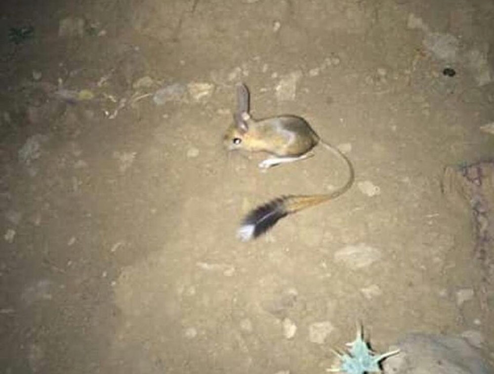 Şırnak’ta IUCN’nin ’kırmızı’ listesinde bulunan Arap tavşanı görüntülendi
