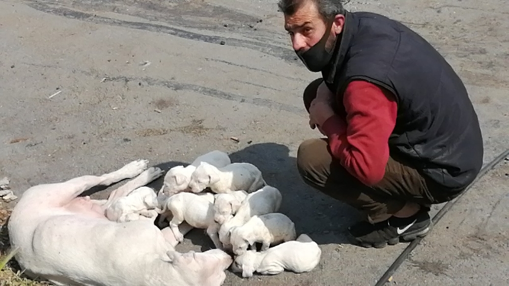 Şişli’de yavru köpeklere belediye ekipleri sahip çıktı
