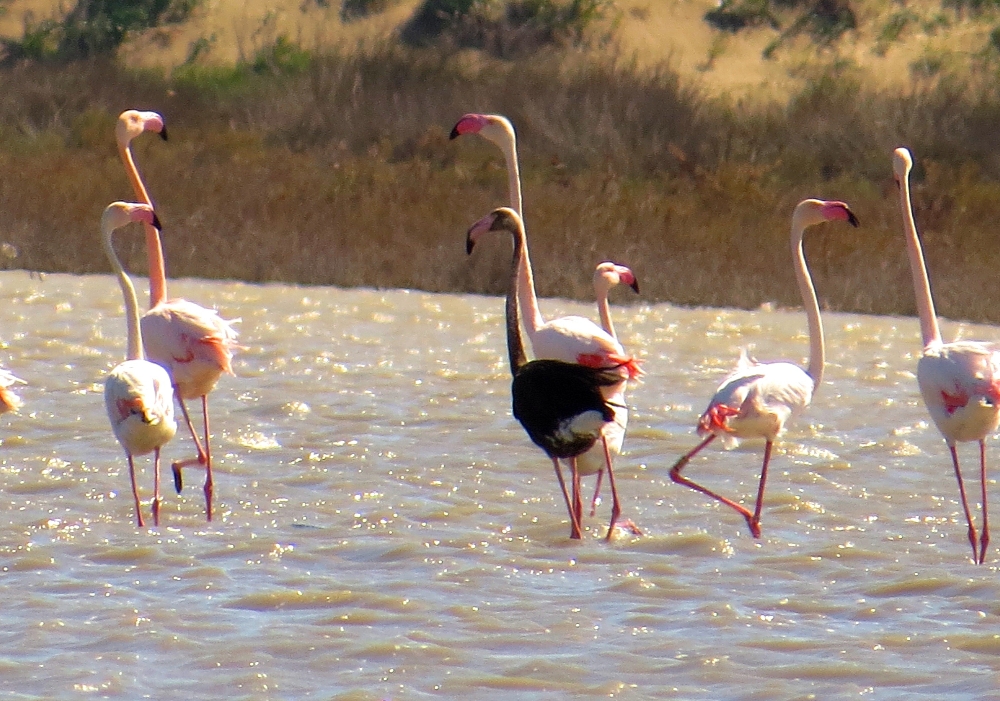 Siyah flamingo tekrardan Türkiye’de