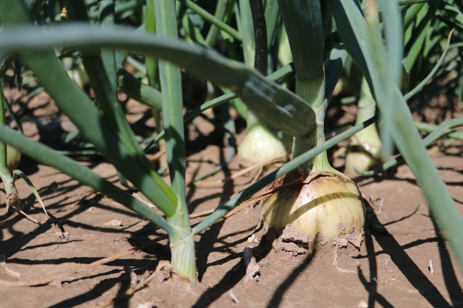 Soğan hasadı yaklaşıyor üretici pazar bulamama korkusu yaşıyor
