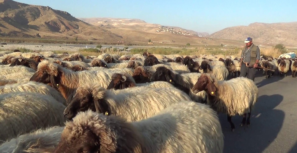 Soğuk Hava Bastırdı Göçerler Dönüş Yoluna Geçti