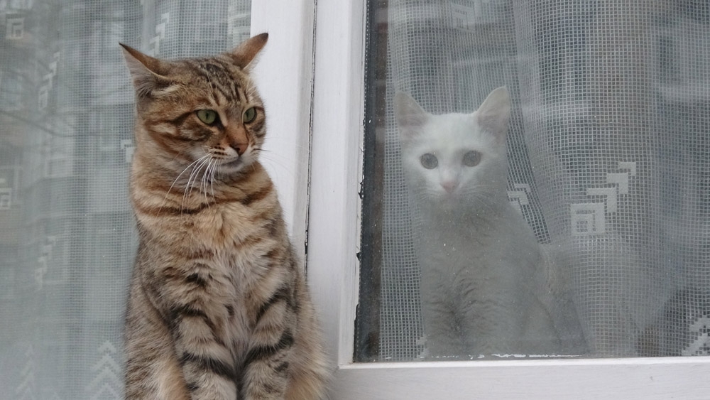 Soğuk Havada Aynı Karede İki Farklı Yaşam