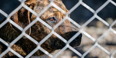 Sokağa terk edenlere büyük ceza! Başıboş köpekleri HAYDİ ile şikayet edin