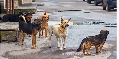 Sokak hayvanları düzenlemesi Meclis'te! İlk 5 madde kabul edildi!