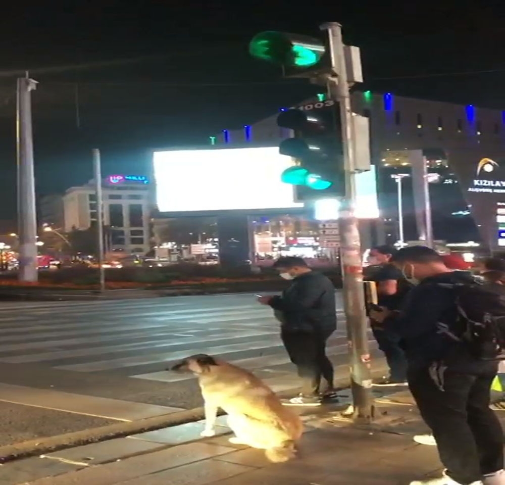 Sokak köpeği yolun karşısına geçmek için yeşil ışığı bekledi