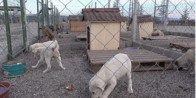 Sokak köpeklerini usulsüz sahiplendirip sokağa salanlara ceza yağdı