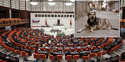 Sokak köpeklerinin akibeti belli oldu.. İşte taslaktaki maddeler