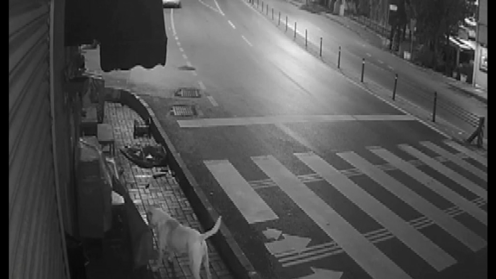 Sokak köpeklerinin ’kedi savaşı’ vatandaşı isyan ettirdi