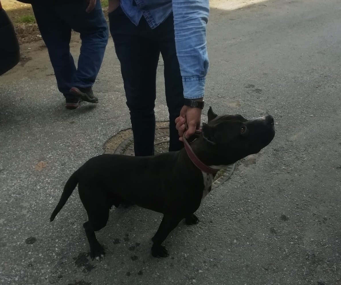 Sokakta pitbull gezdirdi, 10 bin lira ceza yedi