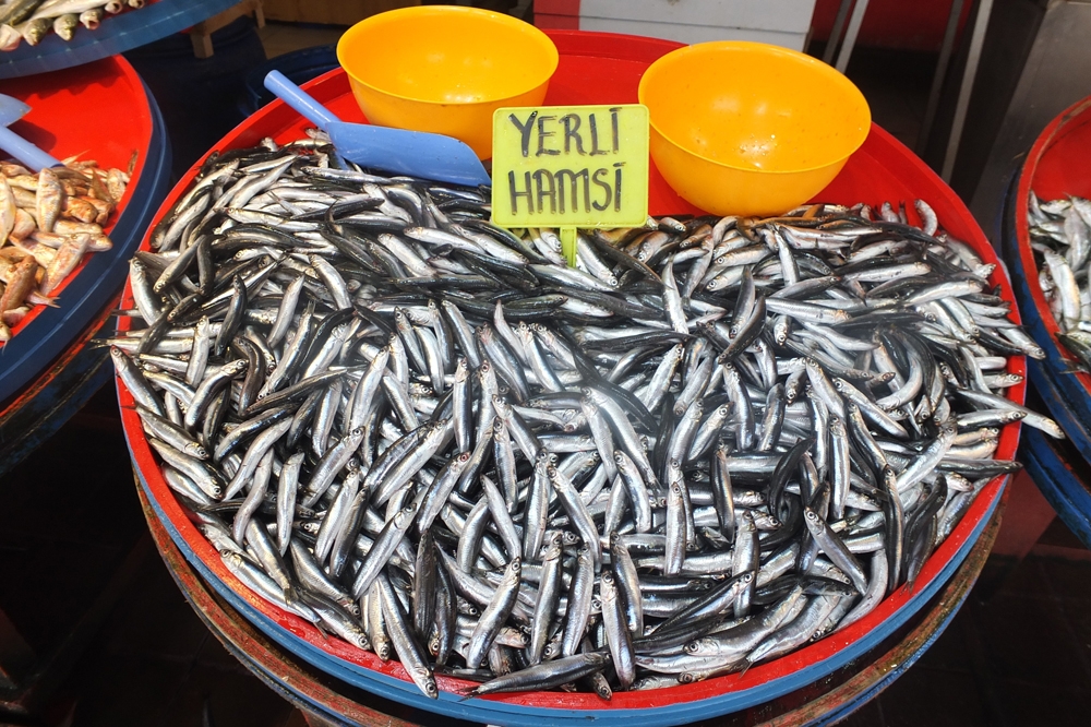 Son İki Yılda Palamut Yüzde 90 Azaldı