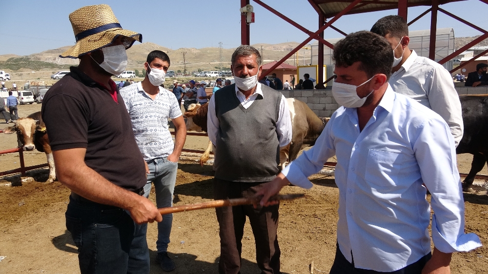 Sosyal mesafeli kurbanlık pazarlığı sıkı olunca sopalar kırıldı