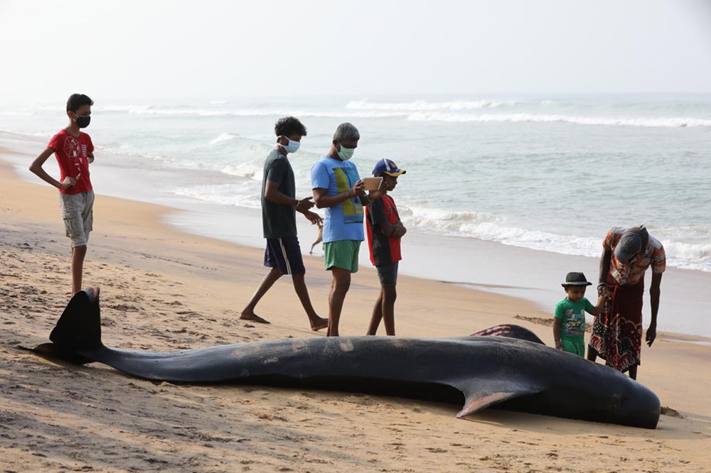 Sri Lanka’da kıyıya vuran 120 balina kurtarıldı