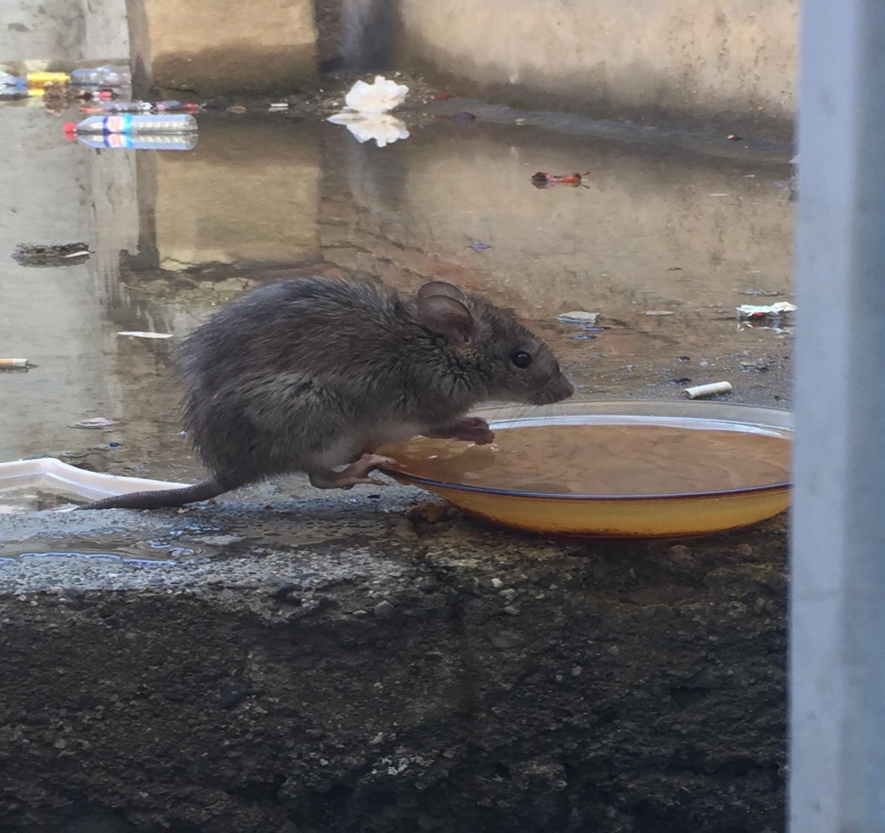 Su Kabına Dadanan Fare Görenleri Şaşırttı