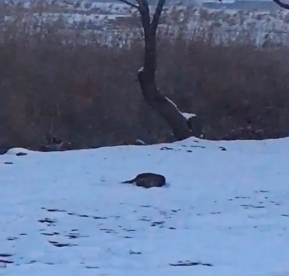 Su samurları kavgaya tutuşursa...