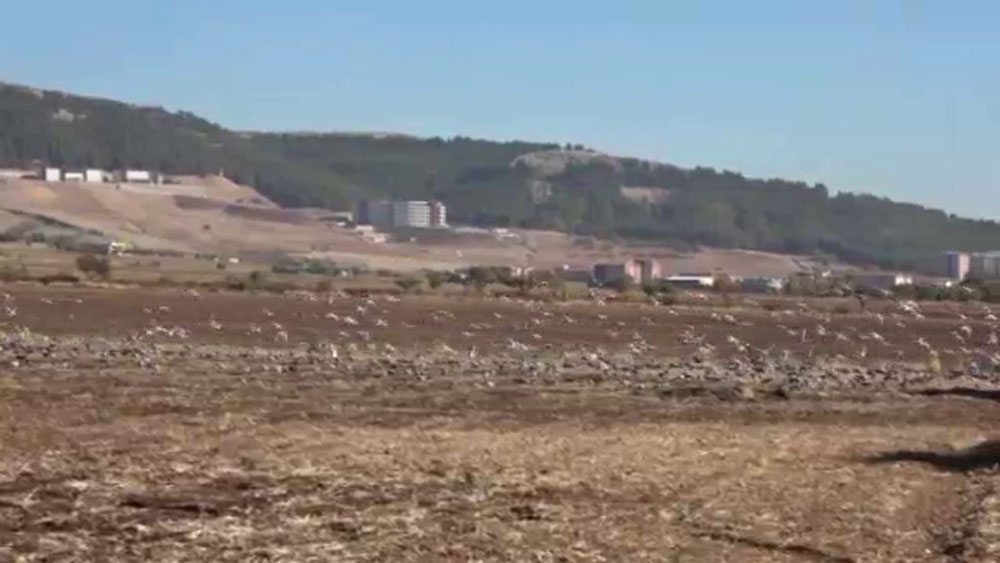 Sürü halindeki güvercinler hayran bıraktı