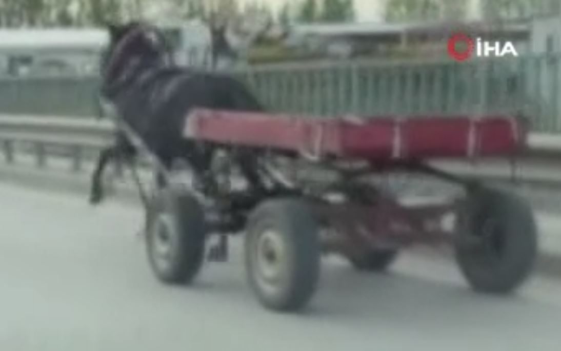 Sürücüsüz at arabası trafiği bir birine kattı