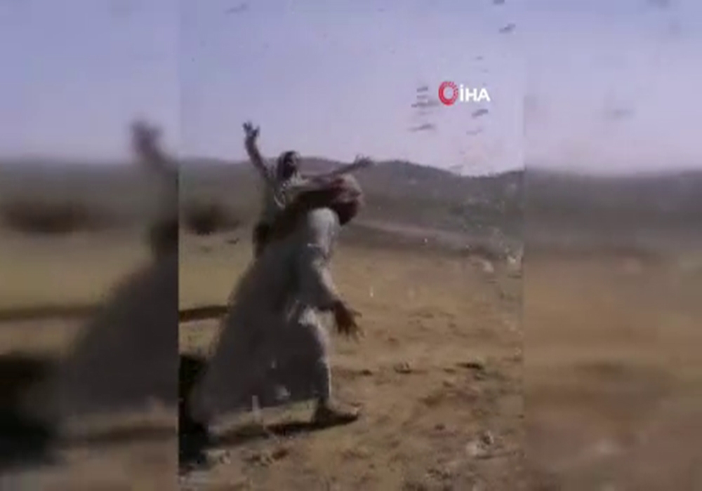 Suudi Arabistan’da çekirge istilası