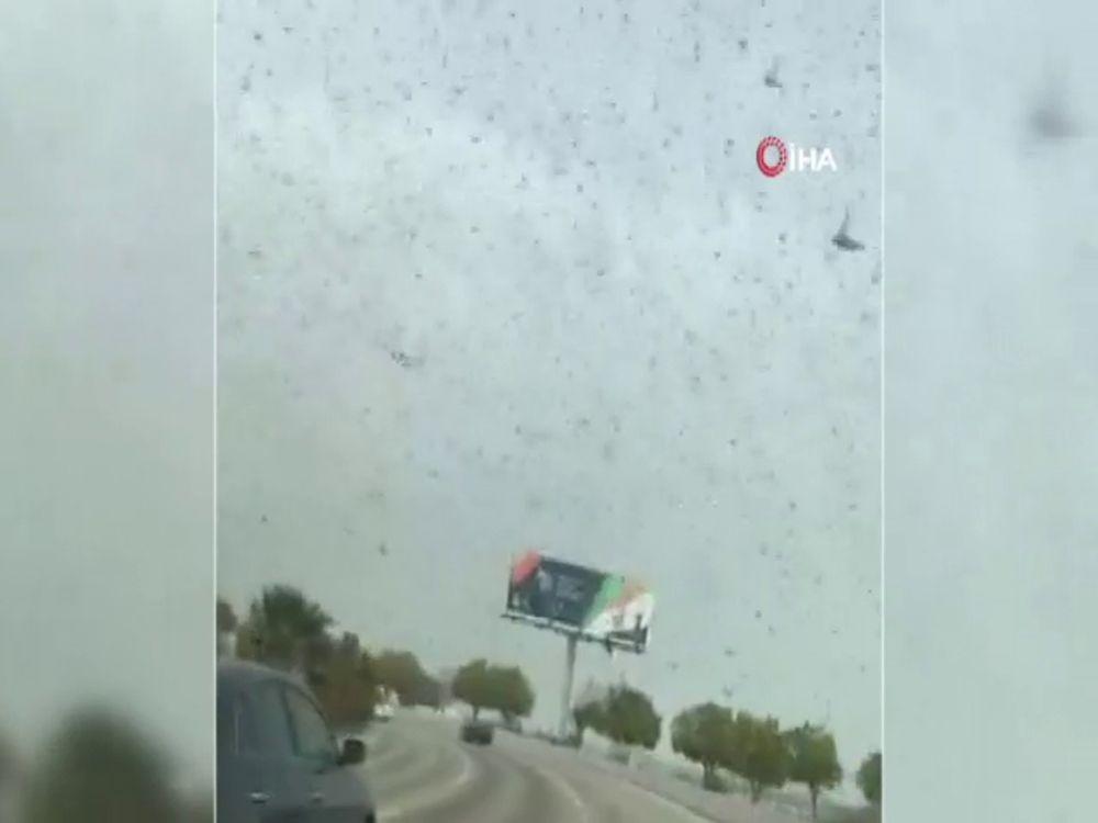 Suudi Arabistan’ın doğusunu çekirgeler bastı