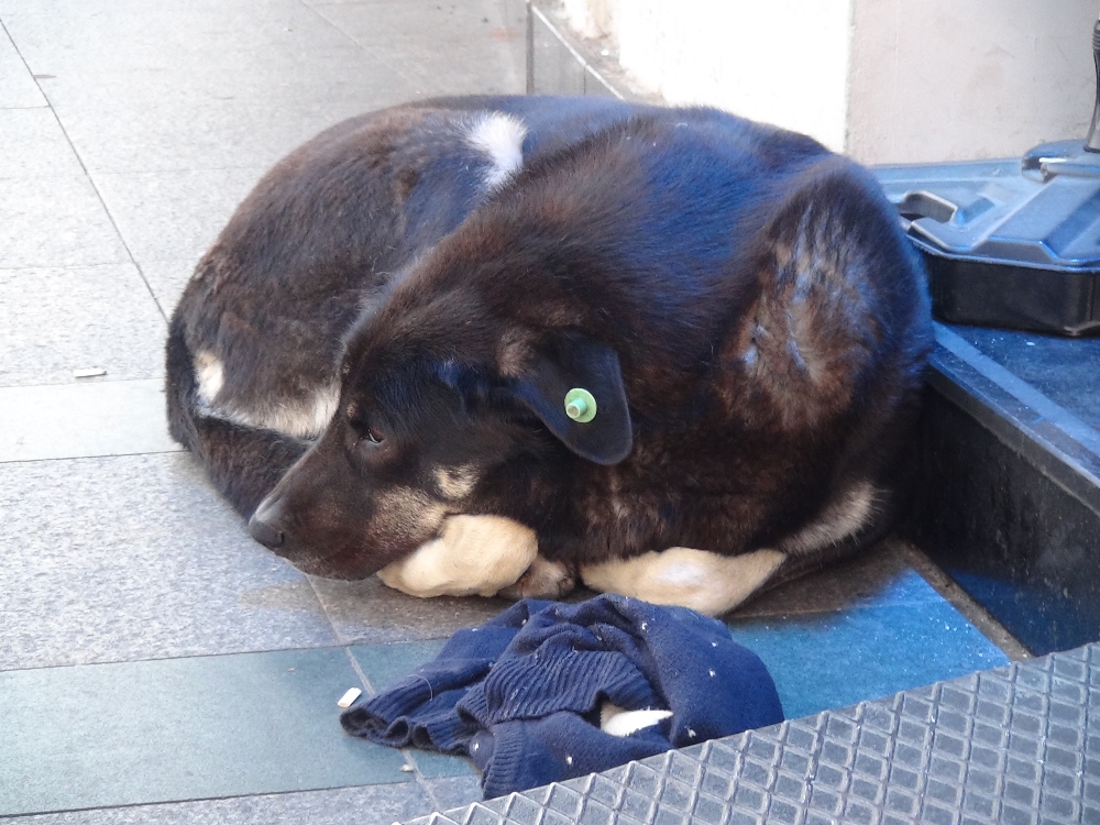 Taksim Meydanında Sevdiği Köpek Tarafından Isırılan Kadın Kanlar İçerisinde Kaldı
