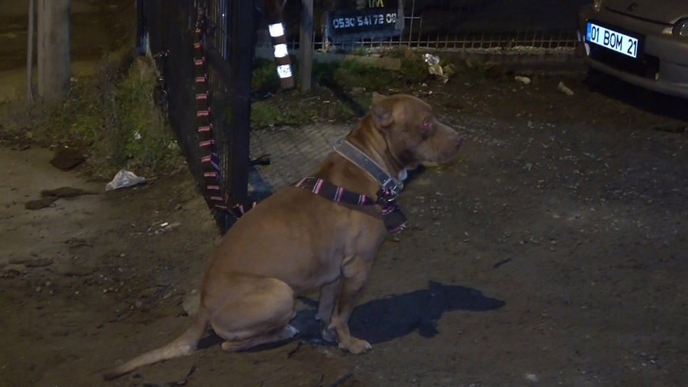 Tamirhanede pitbull paniği kamerada