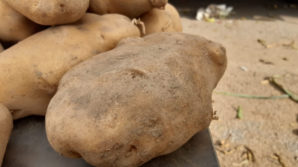 Tanesi 1 Kiloyu Geçiyor