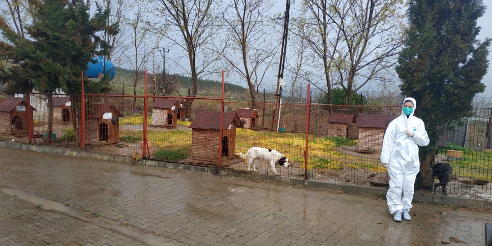 Tarım ve Orman Bakanlığı sokak hayvanları için harekete geçti