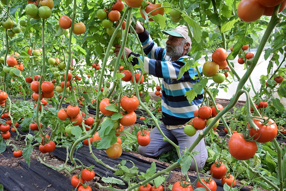 Tarla ile market arasındaki fiyat farkı üreticiyi çileden çıkardı