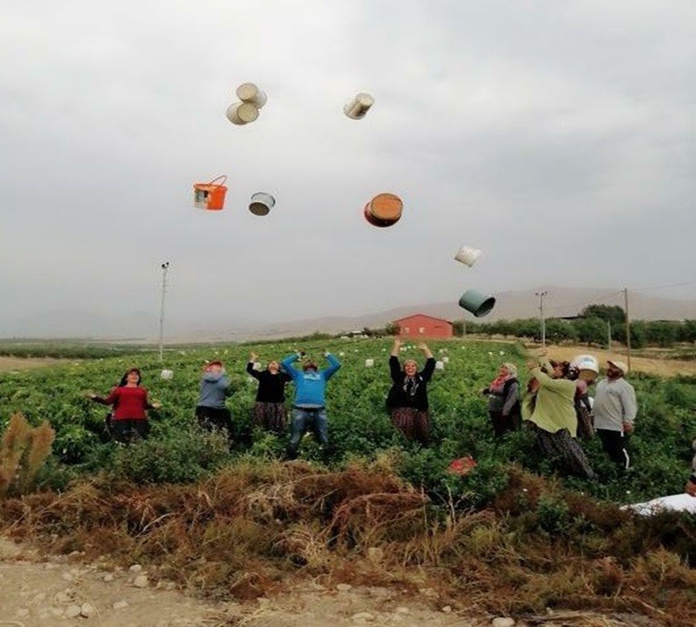 Tarlada çalışanlar kovaları havaya fırlatarak sezonu kapattı