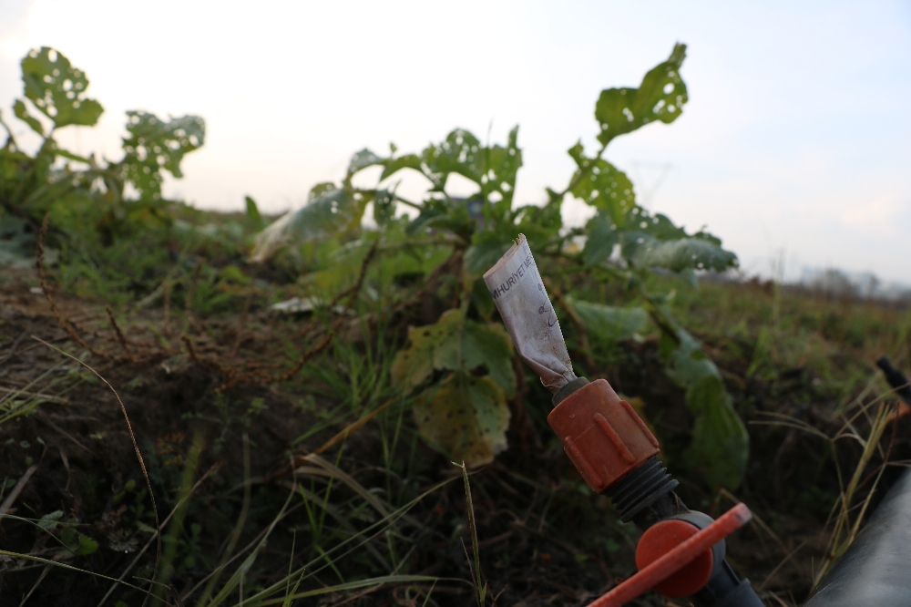 Tarlasında Buldu, Şaşkınlıktan Ne Yapacağını Bilemedi