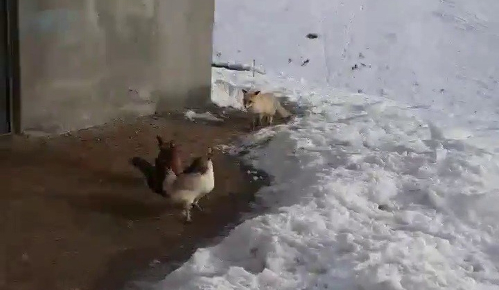 Tavuklarını yemek isteyen tilkiyle dakikalarca sohbet etti