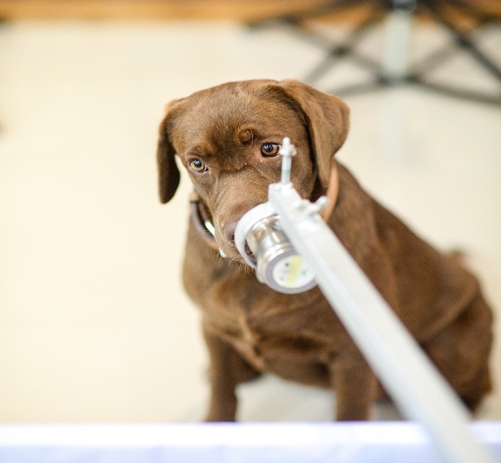 Taylandlı bilim insanları 6 köpeği Covid-19 testi için eğitti