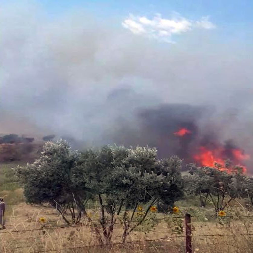 Tekirdağ’da korkutan yangın: 100 dönüm zeytinlik alan cayır cayır yandı