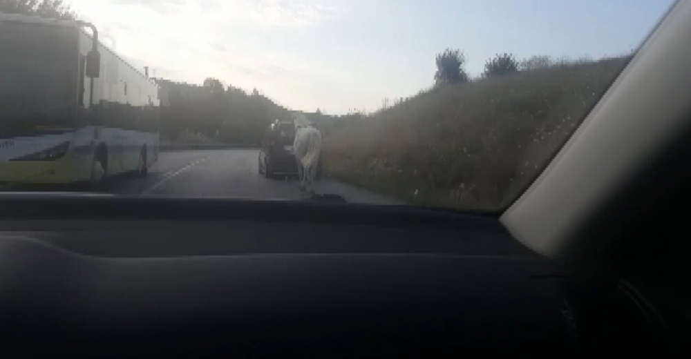 Tepki çeken görüntü... Atı araca bağlayıp çekti