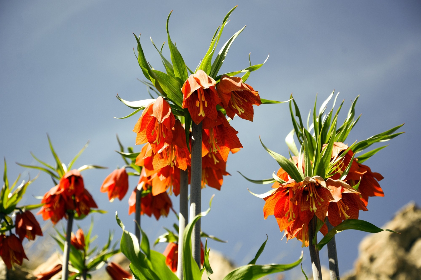 Ters laleler Bitlis dağlarını süsledi