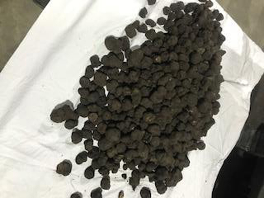 Ticaret Bakanlığından “Trüf Mantarı” İhalesi