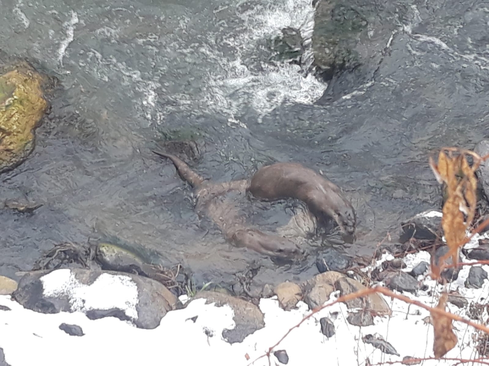 Tunceli’de su samurları balık avlarken görüntülendi