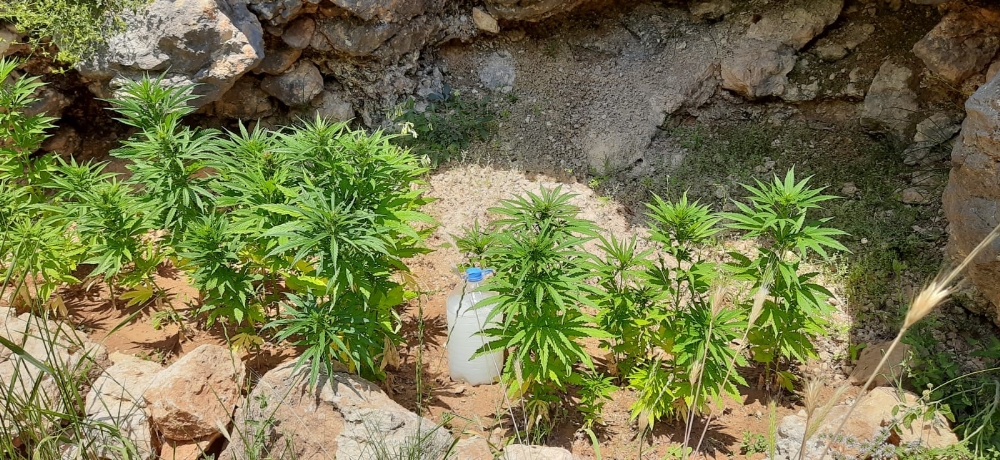 Tunceli’de uyuşturucu ile mücadele, esrar ve kenevir ele geçirildi