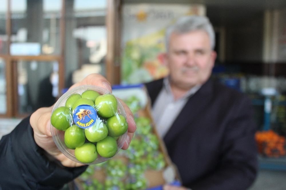 Turfanda erik cep yakıyor