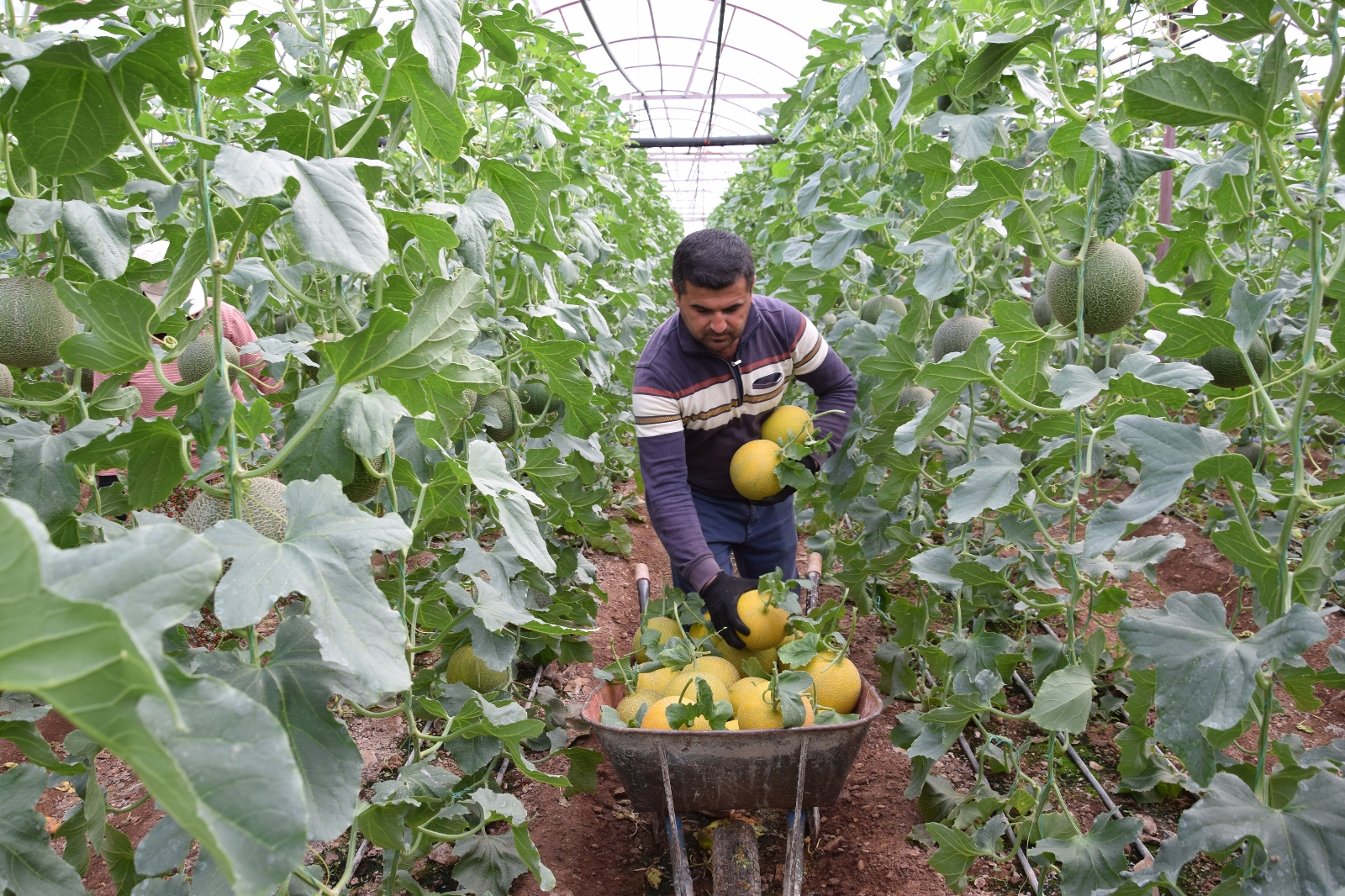 Turfanda kavunun tanesi 30 TL