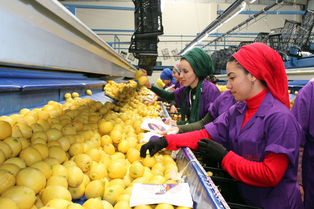 Türk Narenciyesi İlk Kez Uruguay Pazarına Giriyor