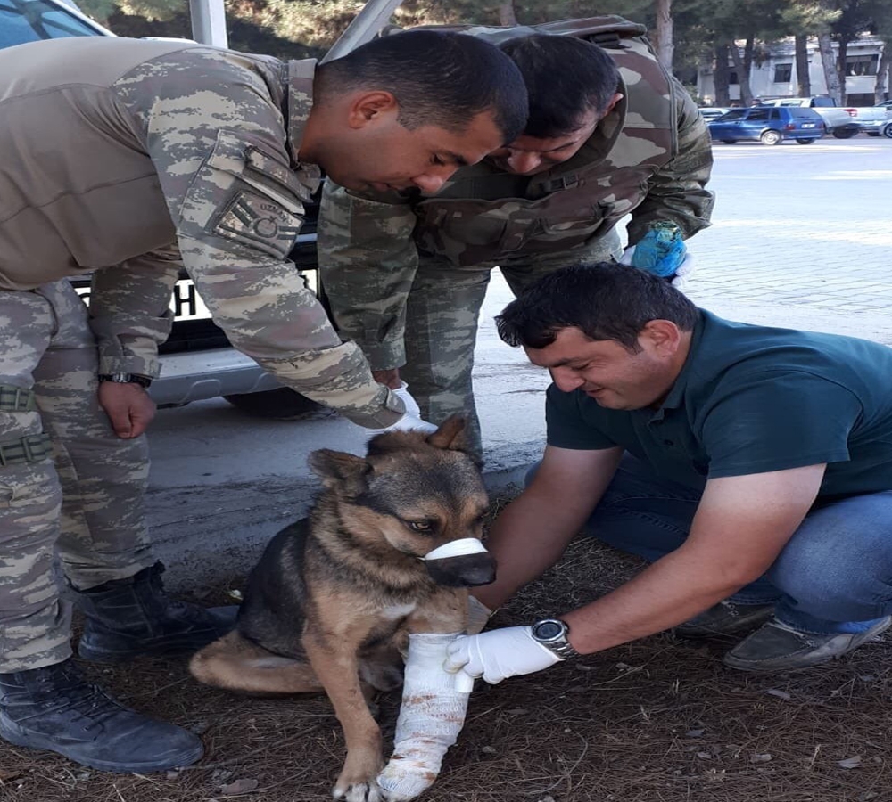 Türk Ordusu, Her Canlının Yarasını Sarıyor