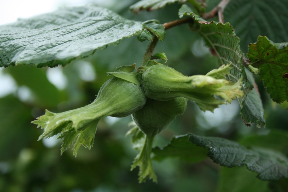 Türkiye, 2019-2020 fındık ihracat sezonunu 2 milyar 226 milyon dolar ile kapattı