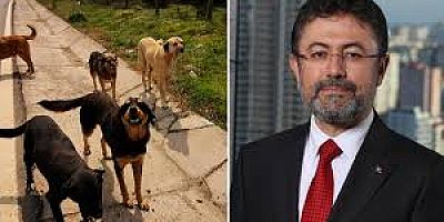  Türkiye'ye seyahat uyarısı! Başıboş köpekler yüzünden...