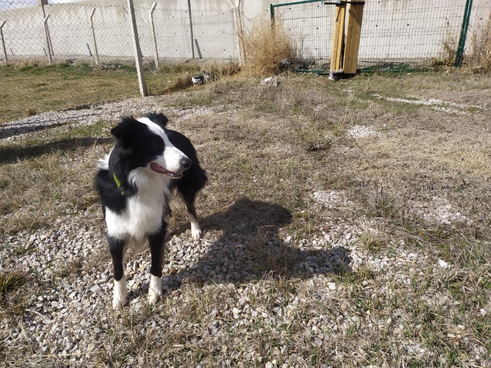 Türkiye’de ilk kez korona virüsü teşhis edebilen dedektör köpek yetiştirildi